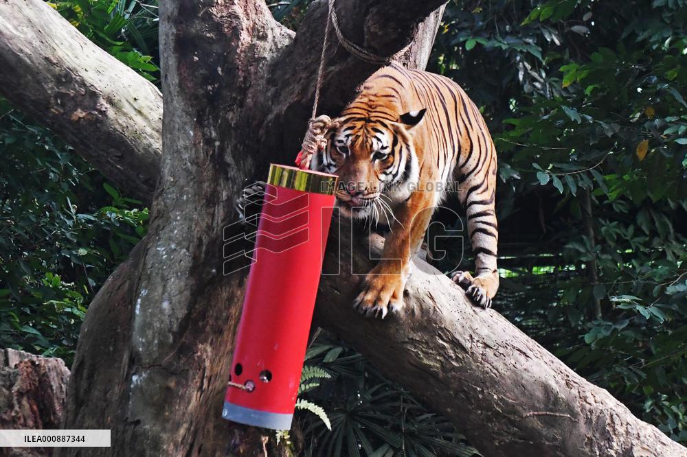 SINGAPORE-NIGHT SAFARI-TIGER