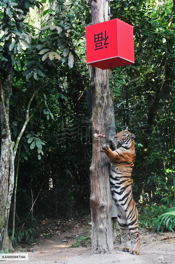 SINGAPORE-NIGHT SAFARI-TIGER