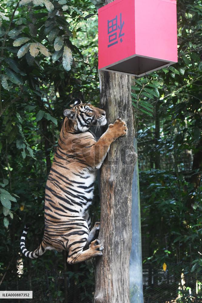 SINGAPORE-NIGHT SAFARI-TIGER