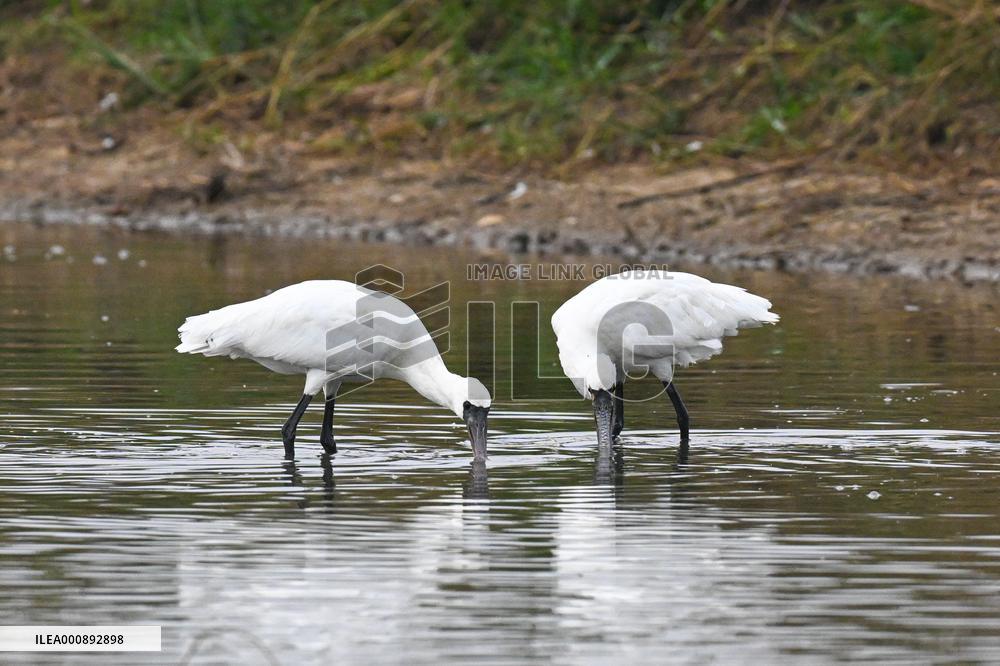 CHINA-HAINAN-WETLAND-WATERBIRDS (CN)