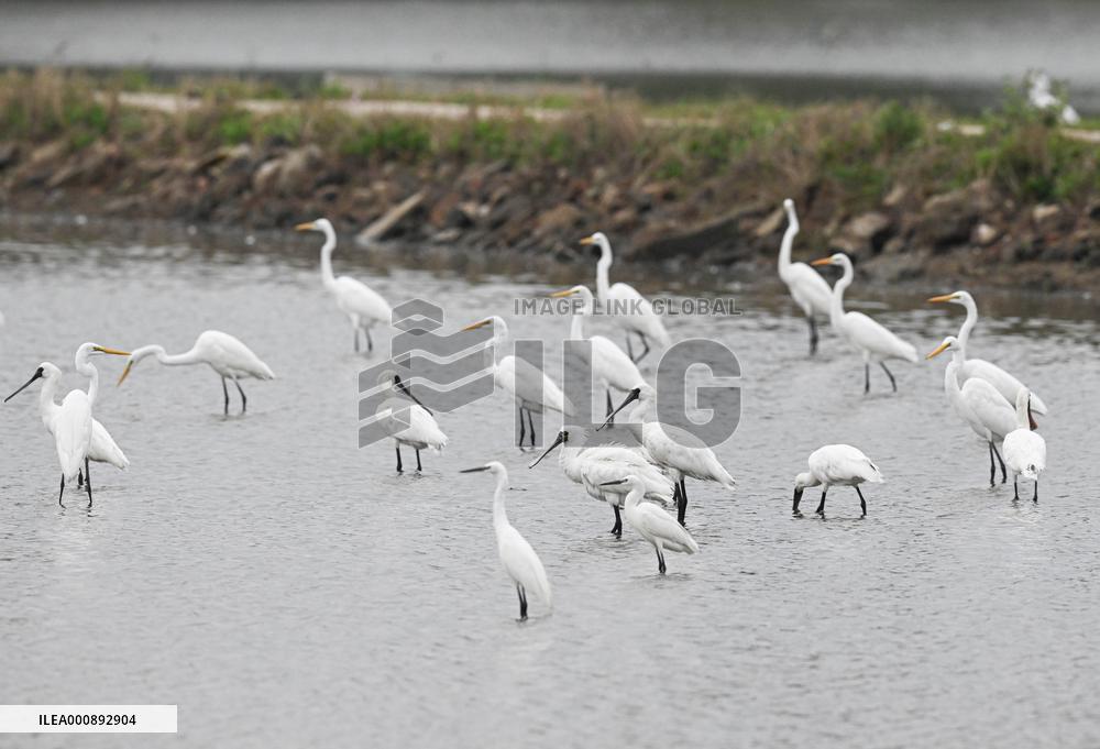 CHINA-HAINAN-WETLAND-WATERBIRDS (CN)