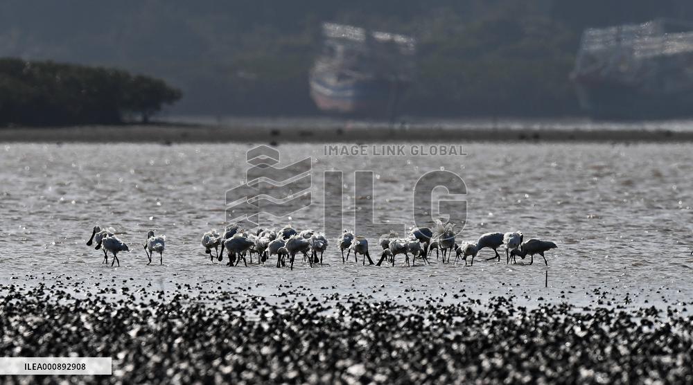 CHINA-HAINAN-WETLAND-WATERBIRDS (CN)