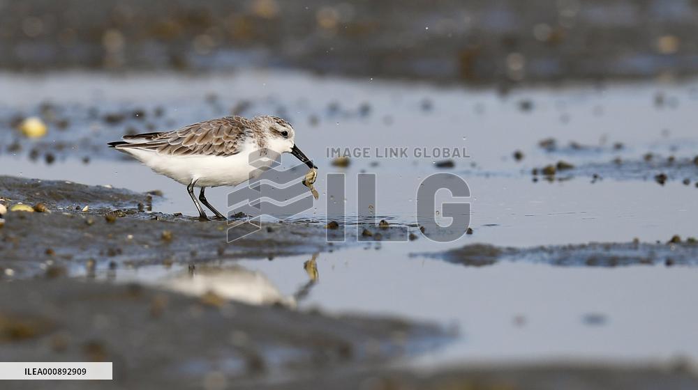 CHINA-HAINAN-WETLAND-WATERBIRDS (CN)
