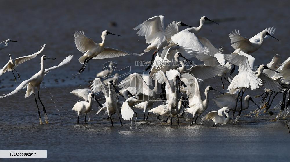 CHINA-HAINAN-WETLAND-WATERBIRDS (CN)