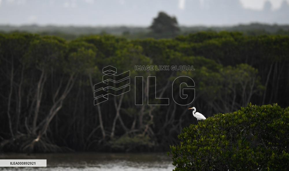 CHINA-HAINAN-WETLAND-WATERBIRDS (CN)