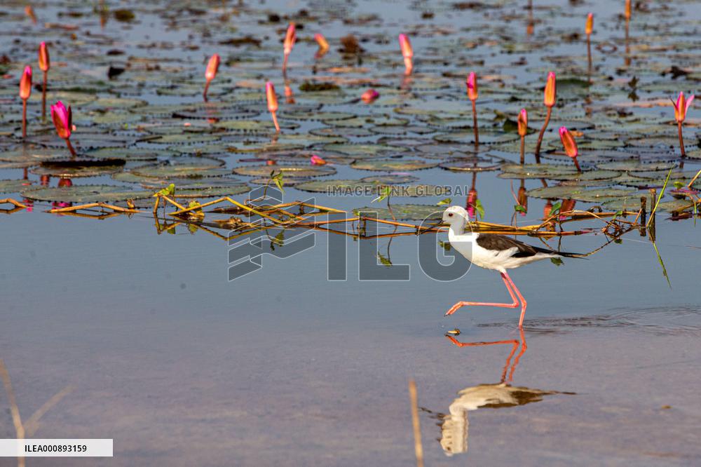 THAILAND-NAKHON SAWAN-BUENG BORAPHET-WETLAND