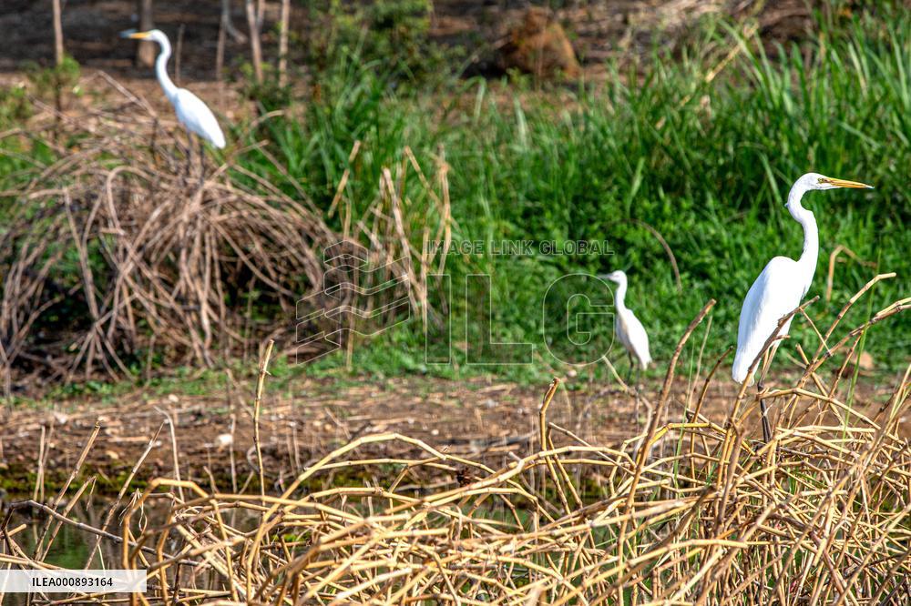 THAILAND-NAKHON SAWAN-BUENG BORAPHET-WETLAND