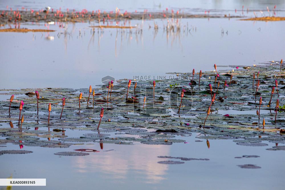 THAILAND-NAKHON SAWAN-BUENG BORAPHET-WETLAND