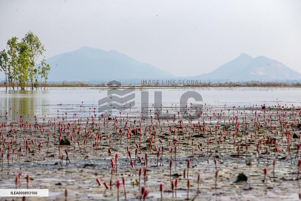 THAILAND-NAKHON SAWAN-BUENG BORAPHET-WETLAND