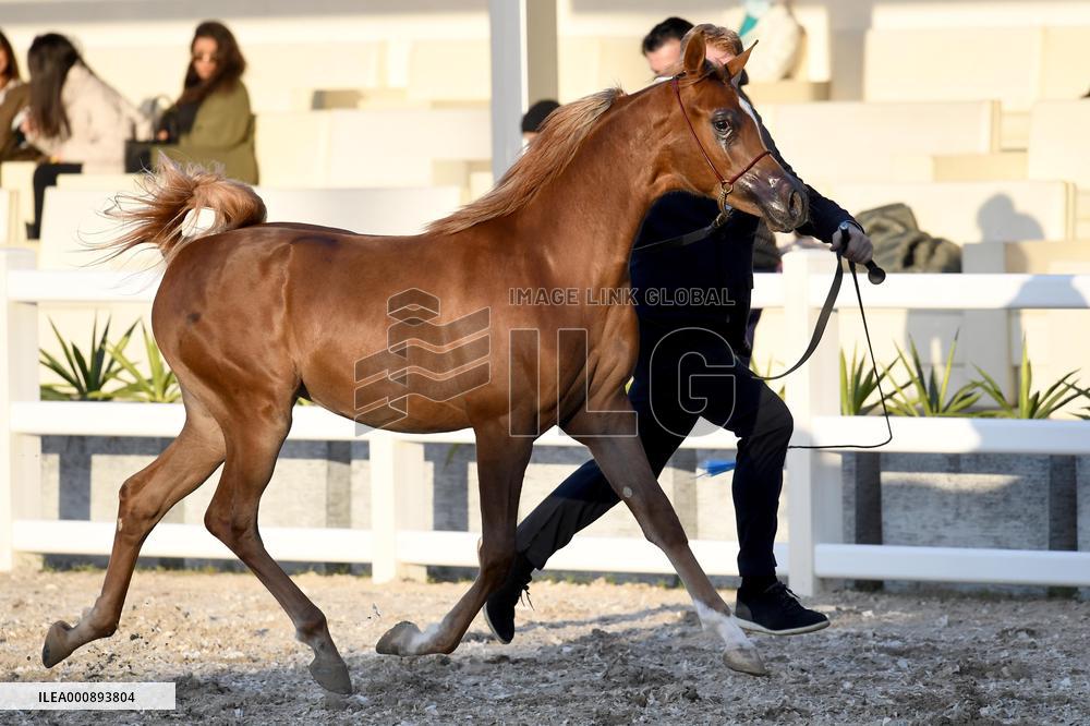 KUWAIT-MUBARAK AL-KABEER-INTERNATIONAL ARABIAN HORSE CHAMPIONSHIP
