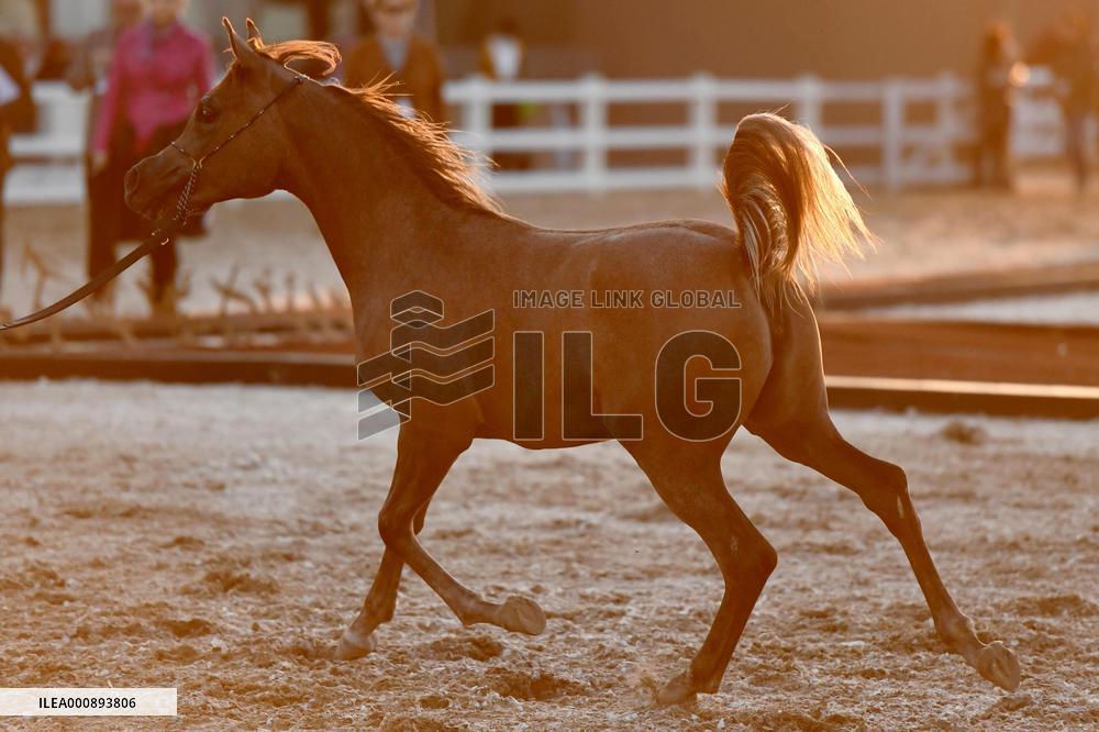KUWAIT-MUBARAK AL-KABEER-INTERNATIONAL ARABIAN HORSE CHAMPIONSHIP