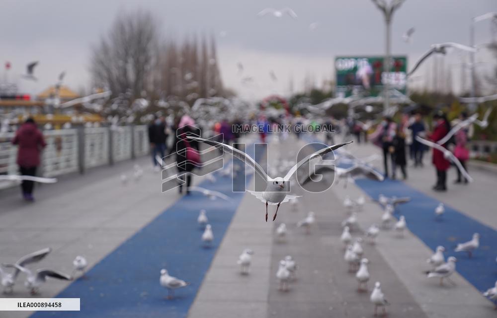 CHINA-YUNNAN-KUNMING-BLACK-HEADED GULLS (CN)