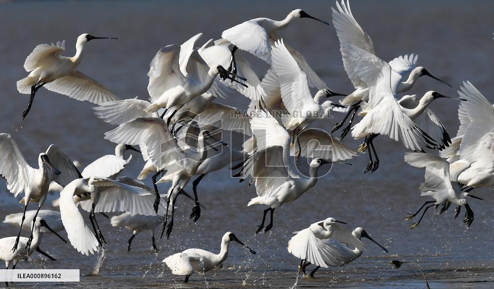 CHINA-HAINAN-BLACK-FACED SPOONBILL (CN)