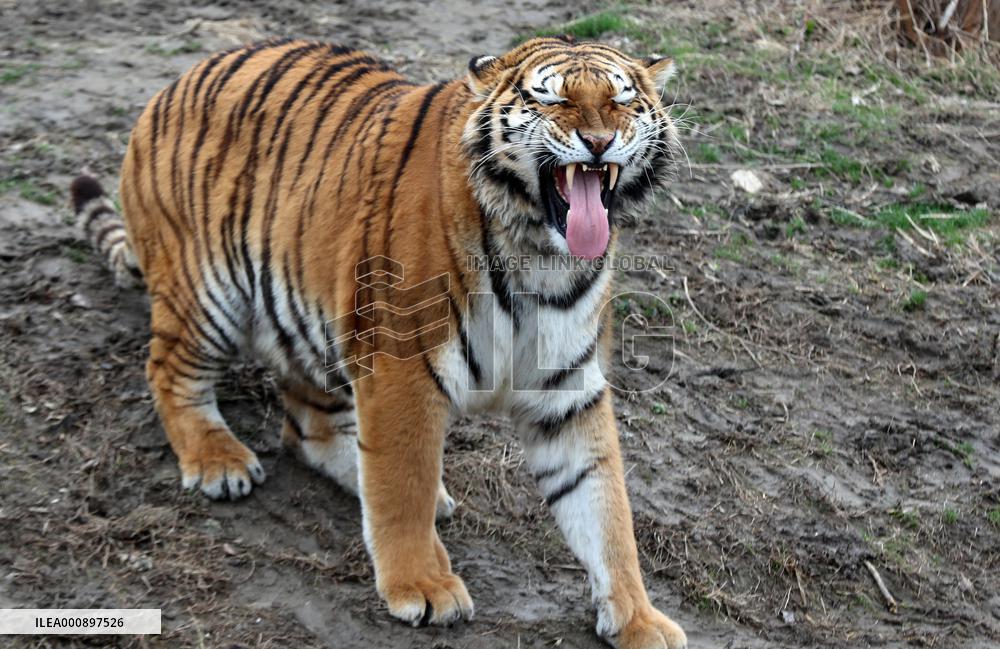 #CHINA-ZOOS-TIGERS (CN)