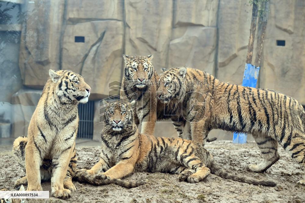 #CHINA-ZOOS-TIGERS (CN)