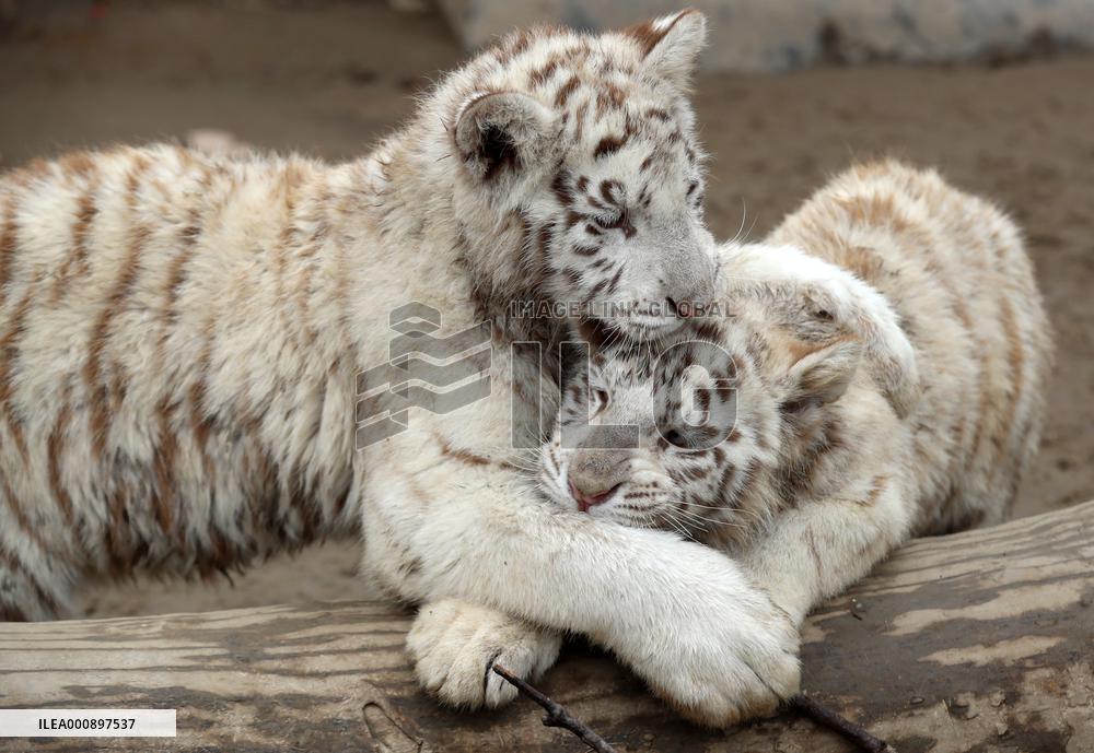 #CHINA-ZOOS-TIGERS (CN)