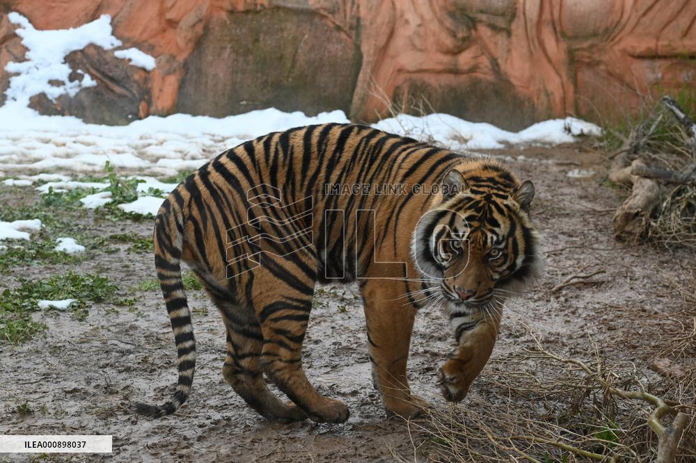 GREECE-ATHENS-ZOOLOGICAL PARK-TIGER