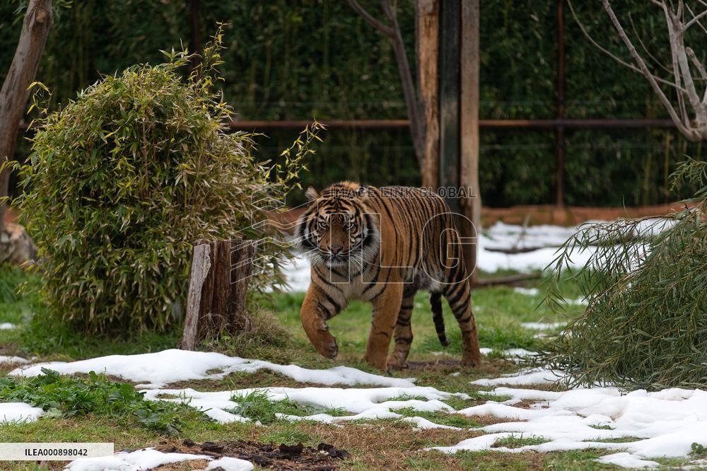 GREECE-ATHENS-ZOOLOGICAL PARK-TIGER