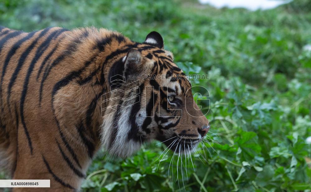 GREECE-ATHENS-ZOOLOGICAL PARK-TIGER