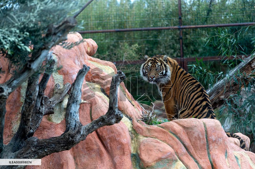 GREECE-ATHENS-ZOOLOGICAL PARK-TIGER
