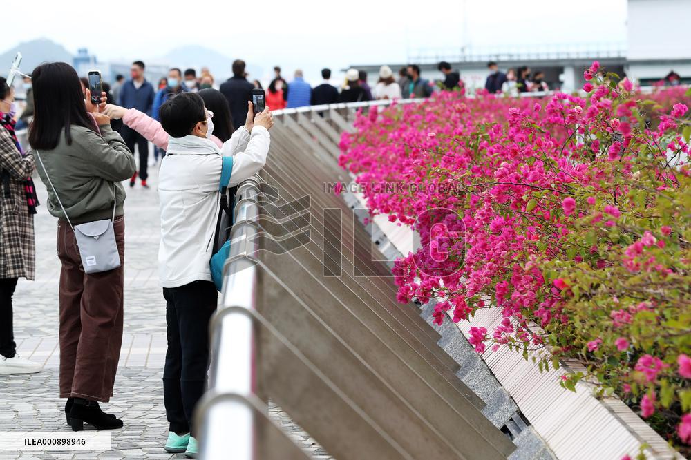 CHINA-HONG KONG-LUNAR NEW YEAR-CELEBRATIONS (CN)