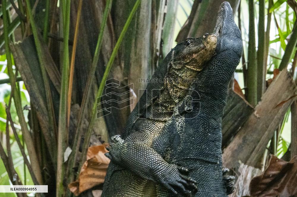 SINGAPORE-BOTANIC GARDENS-LIZARDS