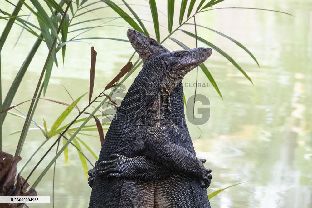 SINGAPORE-BOTANIC GARDENS-LIZARDS