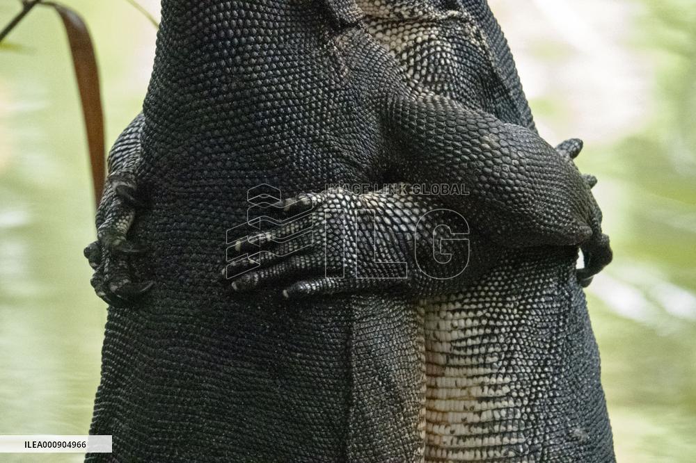 SINGAPORE-BOTANIC GARDENS-LIZARDS