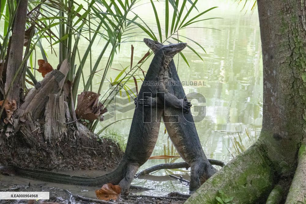 SINGAPORE-BOTANIC GARDENS-LIZARDS