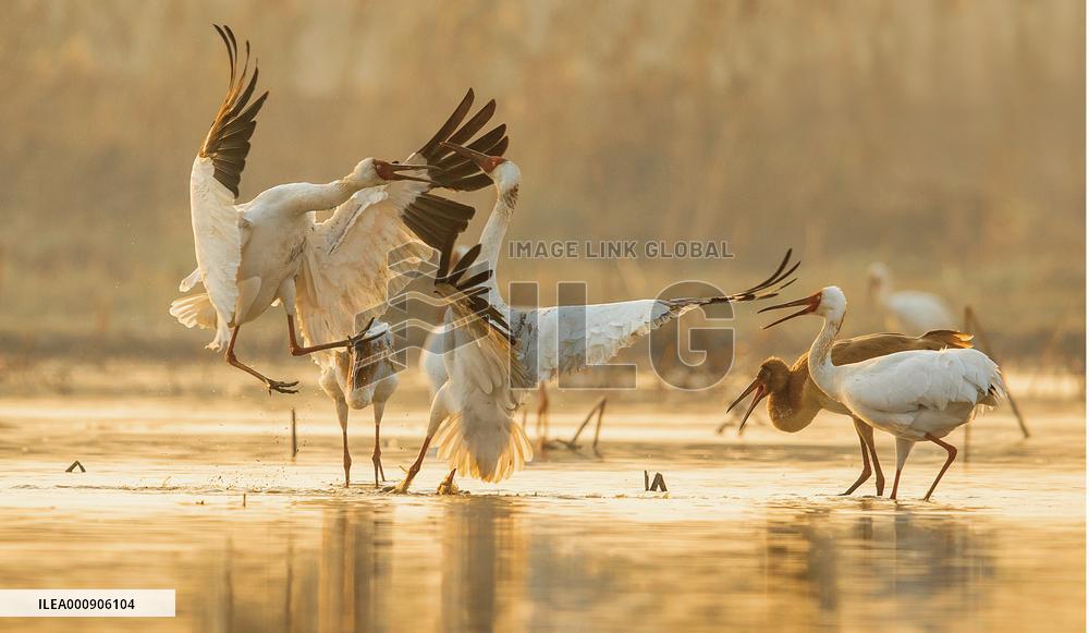 Xinhua Headlines: From Russia to China, a thousands-mile journey of Siberian cranes