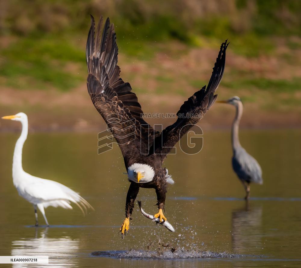 U.S.-SAN FRANCISCO-BALD EAGLE