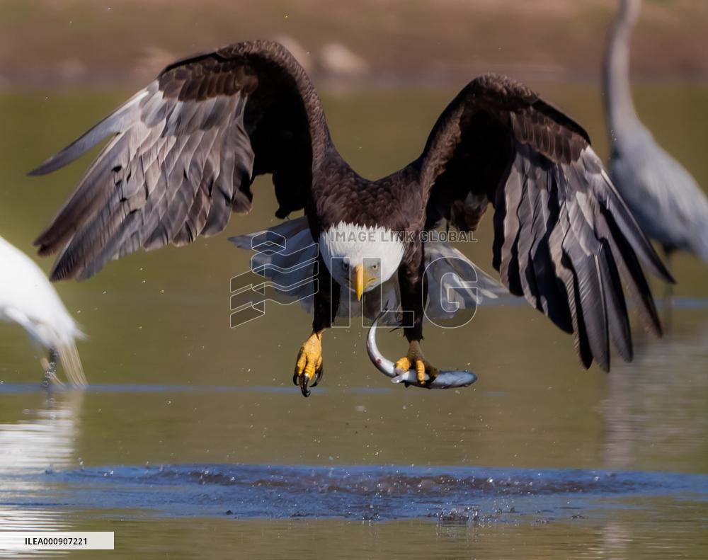 U.S.-SAN FRANCISCO-BALD EAGLE