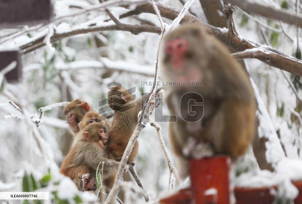 #CHINA-HUNAN-SNOW-MACAQUES (CN)