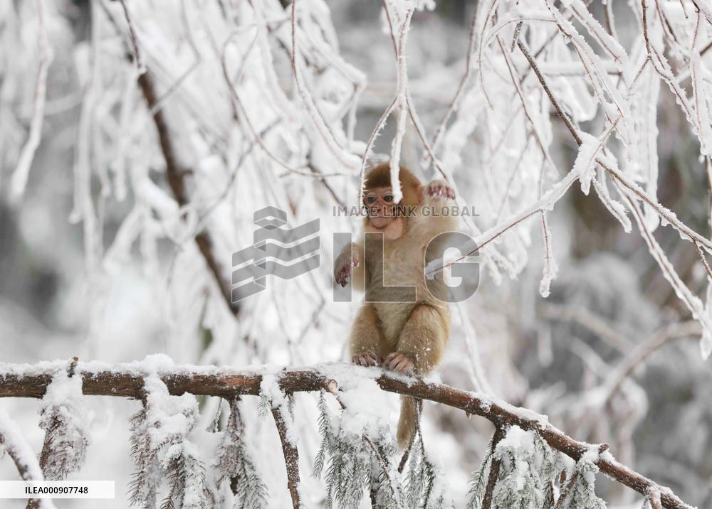 #CHINA-HUNAN-SNOW-MACAQUES (CN)