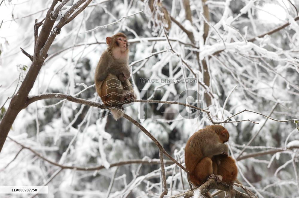 #CHINA-HUNAN-SNOW-MACAQUES (CN)
