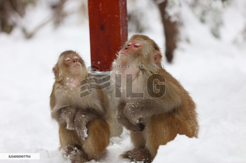 #CHINA-HUNAN-SNOW-MACAQUES (CN)