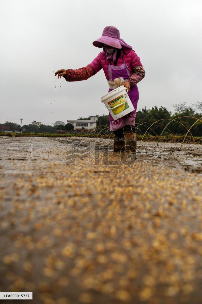 CHINA-GUANGXI-QINZHOU-SPRING FARMING (CN)