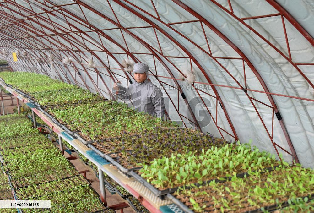 CHINA-HEBEI-HYDROPONIC FARMING (CN)
