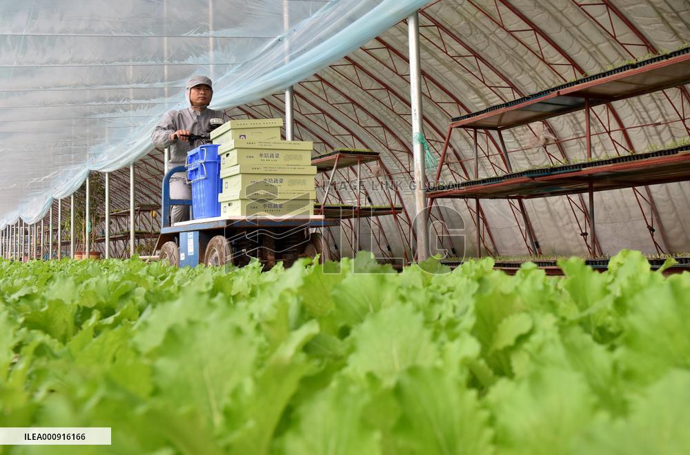 CHINA-HEBEI-HYDROPONIC FARMING (CN)