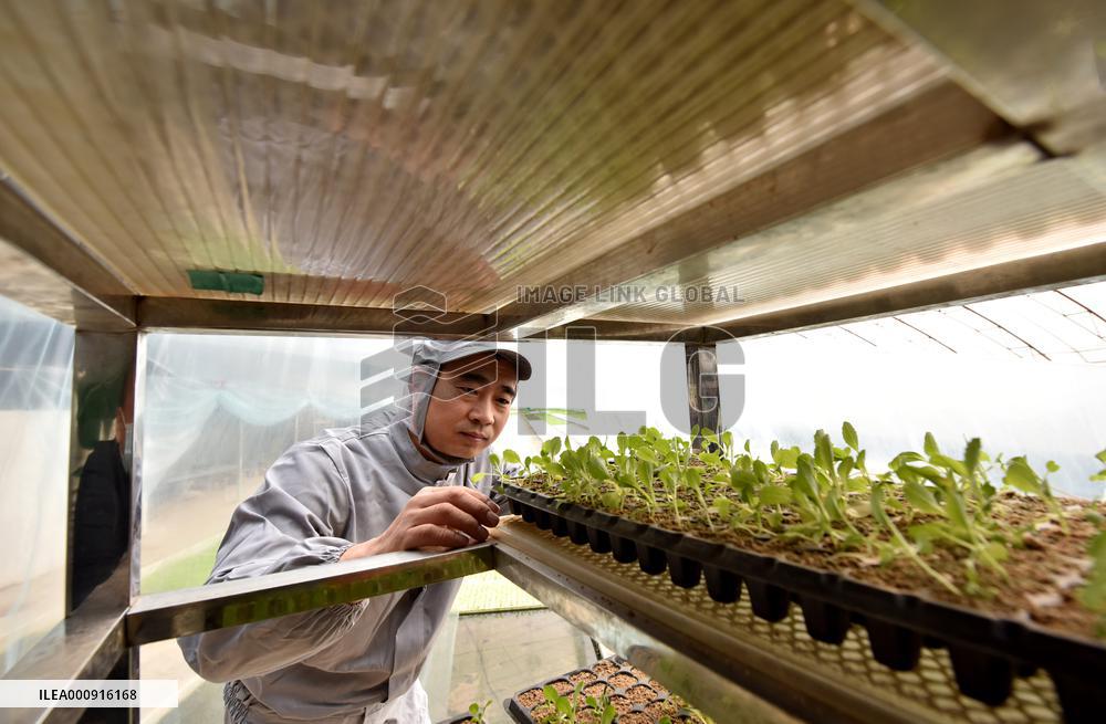 CHINA-HEBEI-HYDROPONIC FARMING (CN)