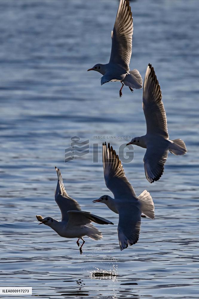 NORTH MACEDONIA-STRUGA-GULLS
