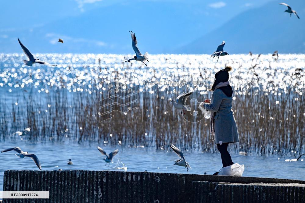 NORTH MACEDONIA-STRUGA-GULLS