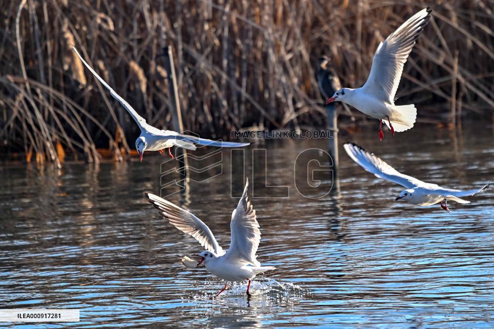 NORTH MACEDONIA-STRUGA-GULLS