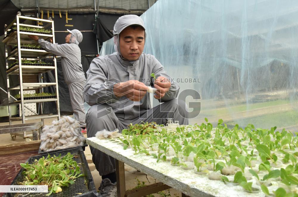 CHINA-HEBEI-HYDROPONIC FARMING (CN)