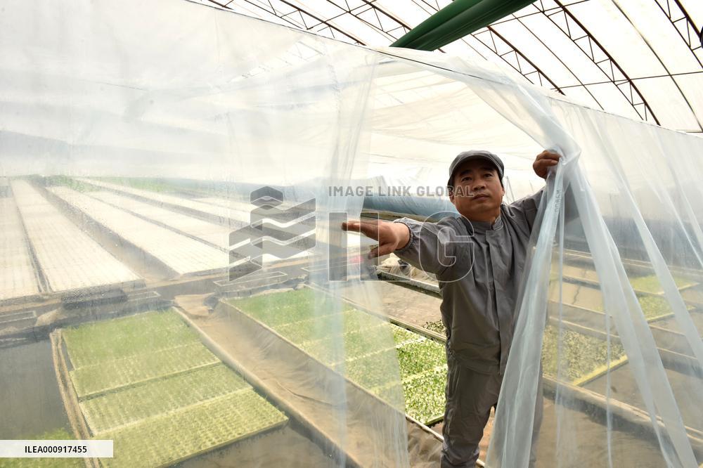 CHINA-HEBEI-HYDROPONIC FARMING (CN)