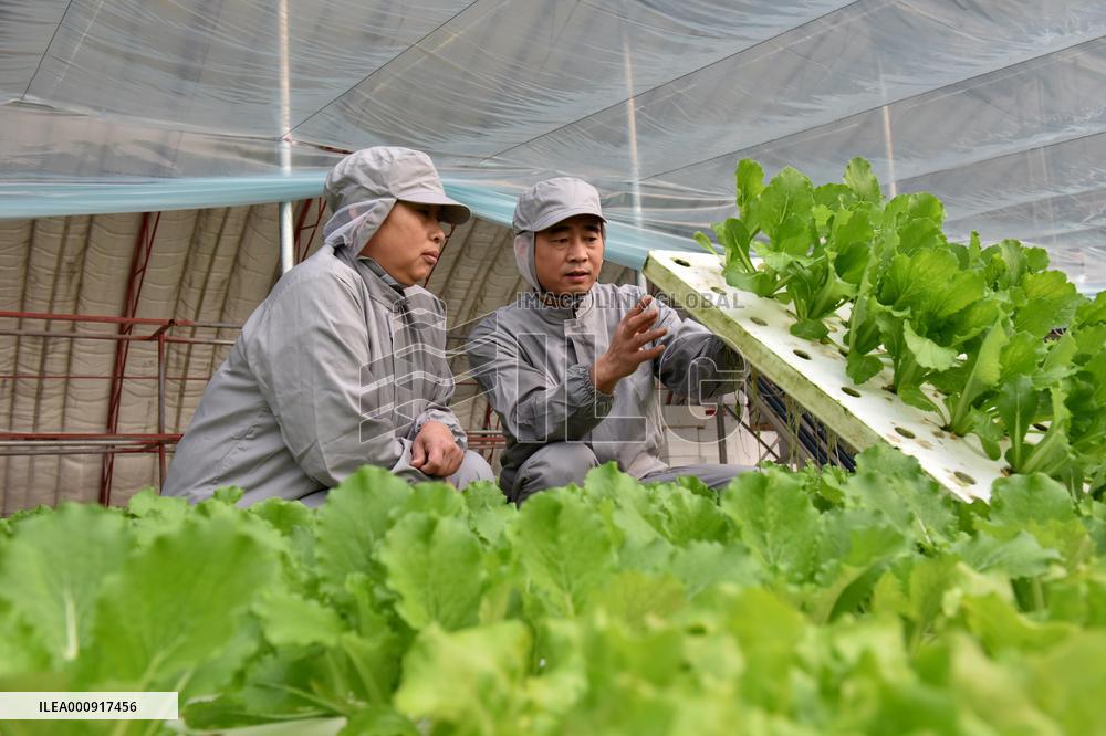 CHINA-HEBEI-HYDROPONIC FARMING (CN)