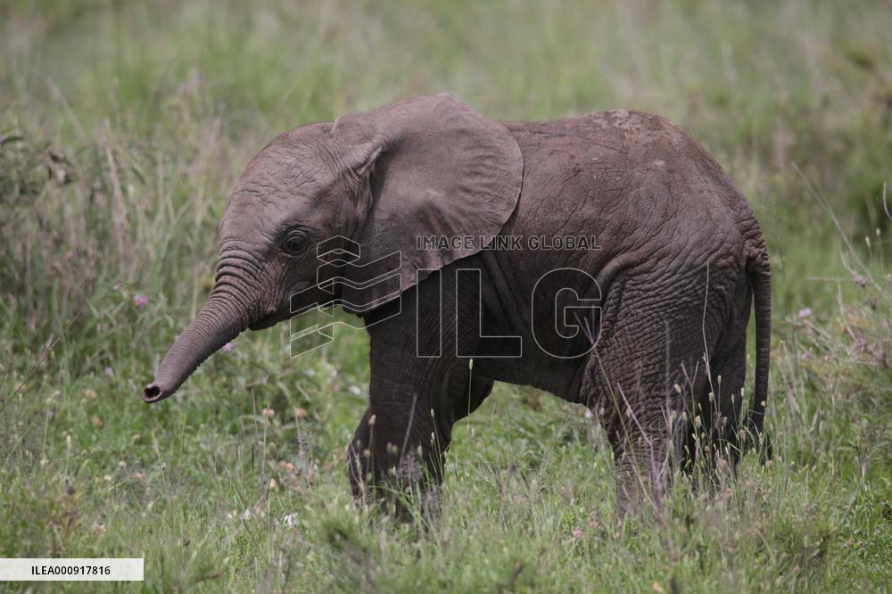 TANZANIA-SERENGETI NATIONAL PARK
