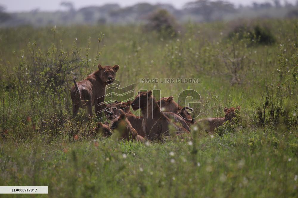 TANZANIA-SERENGETI NATIONAL PARK