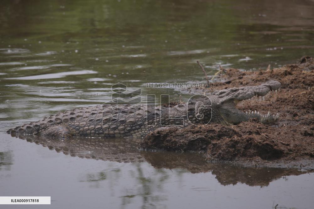 TANZANIA-SERENGETI NATIONAL PARK
