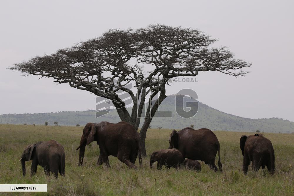 TANZANIA-SERENGETI NATIONAL PARK